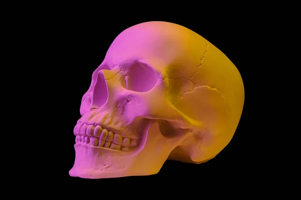 Розово-желтый гипсовый человеческий череп изолирован на черном фоне. Образец гипсового образца черепа для учащихся художественных школ. Концепция судебной науки, анатомии и художественного образования. Макет для рисования дизайна. — стоковое фото