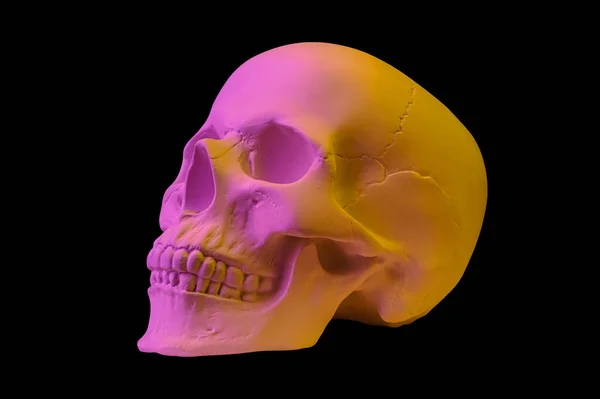 Pink yellow gypsum human skull isolated on black background. Plaster sample model skull for students of art schools. Forensic science, anatomy and art education concept. Mockup for drawing design. Royalty Free Stock Images