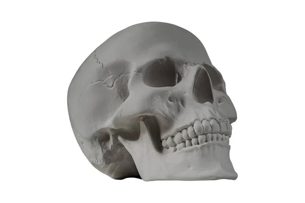 Crânio humano de gesso em fundo branco isolado com caminho de recorte. Crânio modelo de amostra de gesso para estudantes de escolas de arte. Conceito de ciência forense, anatomia e educação artística. Mockup para desenho. — Fotografia de Stock