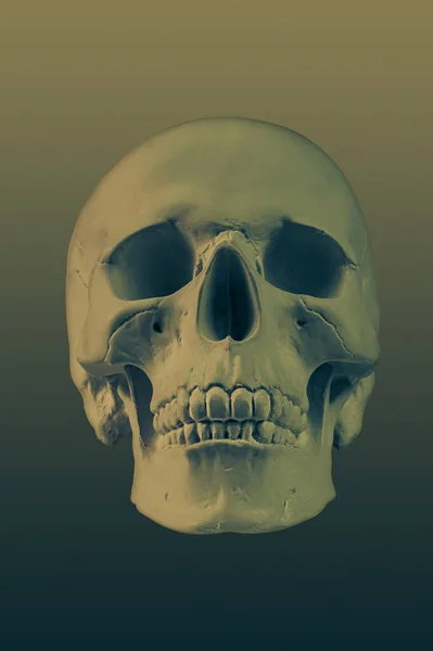 青銅色石膏カラフルな背景に隔離された人間の頭蓋骨。美術学校の学生のための石膏サンプルモデル頭蓋骨.法医学、解剖学、美術教育の概念。図面デザインのためのモックアップ. — ストック写真