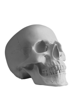 Kırpma yolu ile izole edilmiş beyaz arka planda alçıtaşı insan kafatası. Sanat okulları öğrencileri için alçı örneği kafatası. Adli tıp, anatomi ve sanat eğitimi konsepti. Çizim için model.