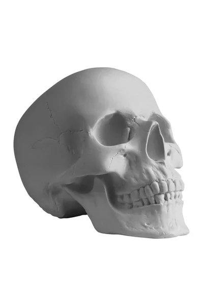 Cráneo humano de yeso sobre fondo blanco aislado con ruta de recorte. Cráneo modelo de muestra de yeso para estudiantes de escuelas de arte. Ciencia forense, anatomía y concepto de educación artística. Burla para dibujar. Imagen De Stock
