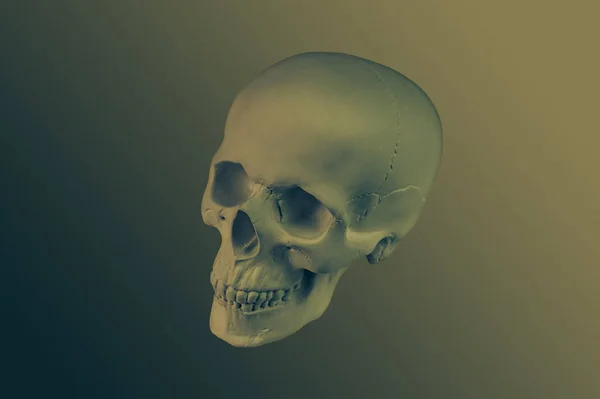青銅色石膏カラフルな背景に隔離された人間の頭蓋骨。美術学校の学生のための石膏サンプルモデル頭蓋骨.法医学、解剖学、美術教育の概念。図面デザインのためのモックアップ. ロイヤリティフリーのストック画像