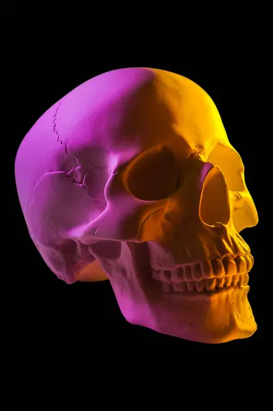 Pink yellow gypsum human skull isolated on black background. Plaster sample model skull for students of art schools. Forensic science, anatomy and art education concept. Mockup for drawing design. Royalty Free Stock Images