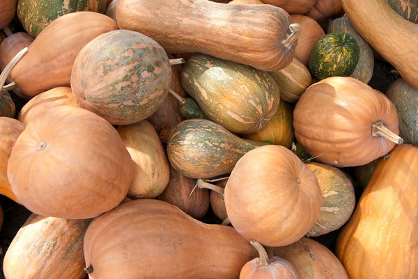 Pumpkins — Stock Photo, Image