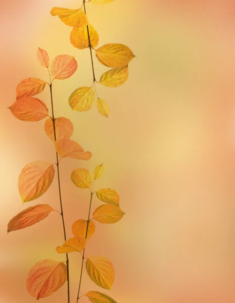 Autumn branches and leaves border — Stock fotografie