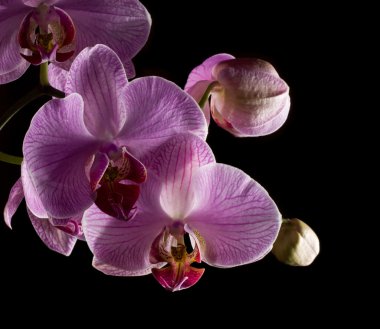 orkide