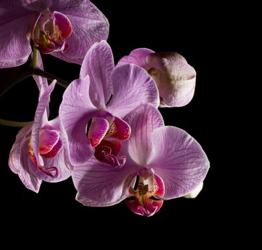 pembe orkide çiçekleri