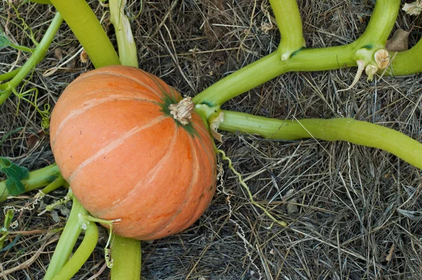 Pumpkin — Stock Photo, Image