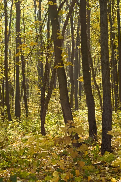 Otoño — Foto de Stock