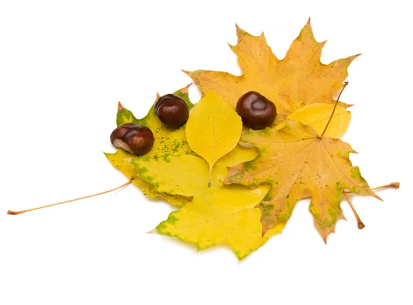 Herbstlaub und Kastanien — Stockfoto