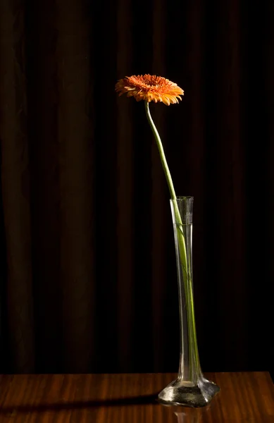 Gerbera in vetro — Foto Stock