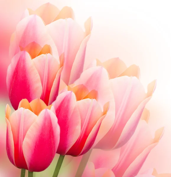 Tulips background — Stock Photo, Image