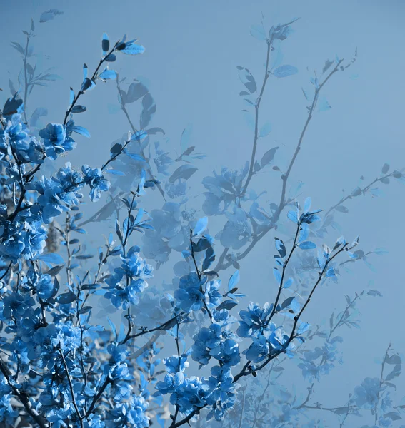 Flores abstratas fundo — Fotografia de Stock