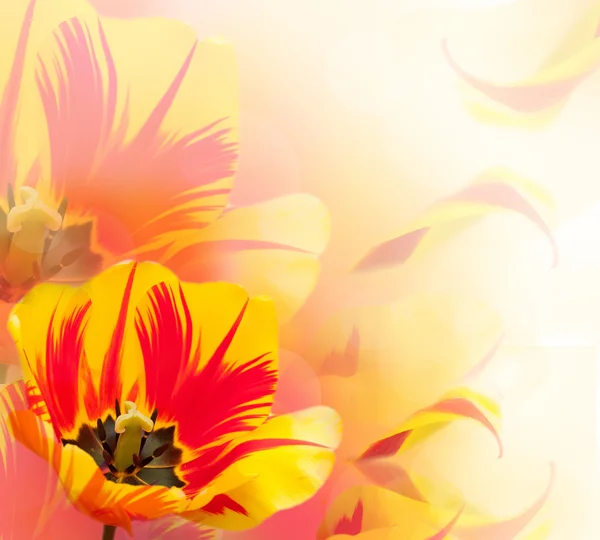Красиві tulip фону — стокове фото