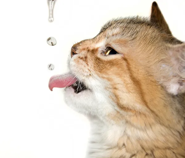 Кошка пьет — стоковое фото