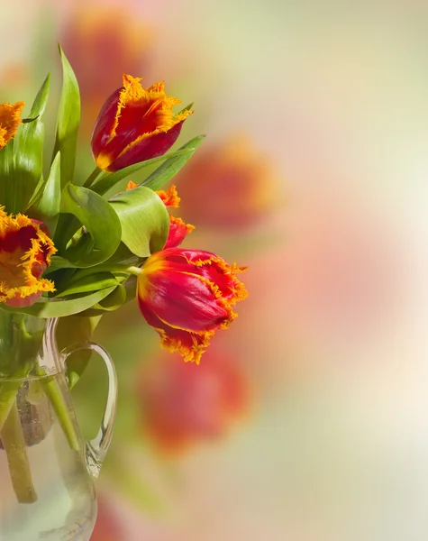 Fundo tulipas — Fotografia de Stock