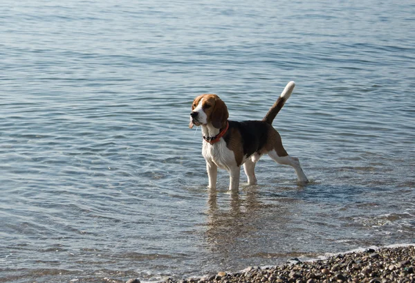 Beagle dog — Stock Photo, Image