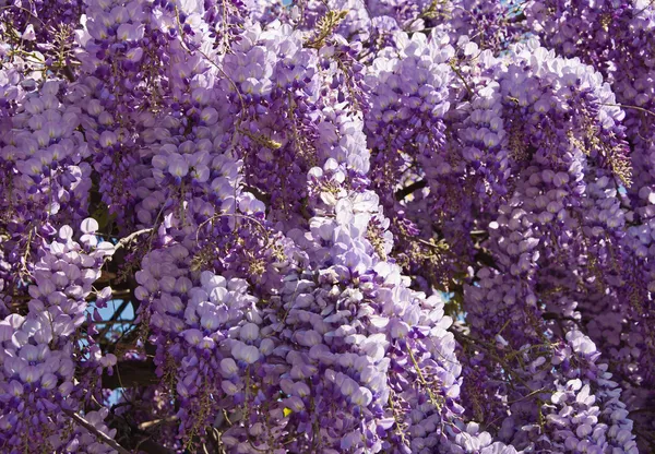 Blauweregen achtergrond — Stockfoto