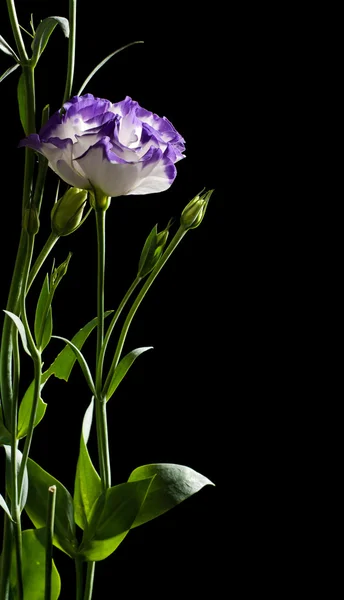 Eustoma — Foto Stock