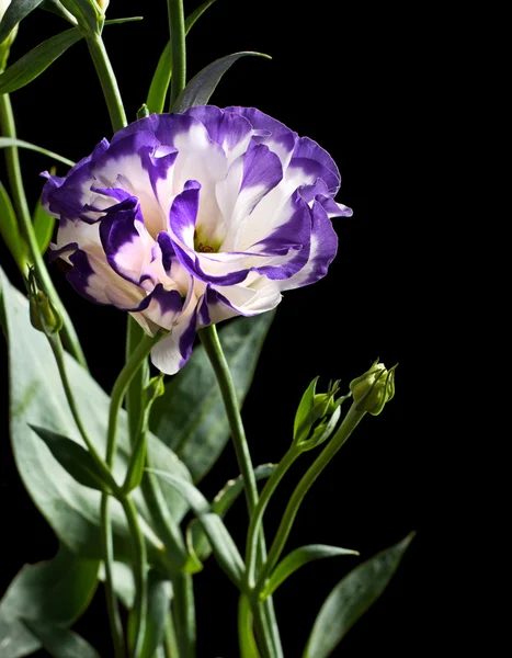 Eustoma — Foto Stock