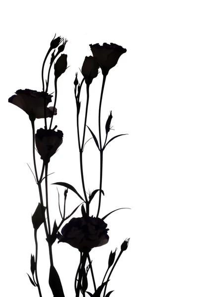 Eustoma silhouette fiori — Foto Stock