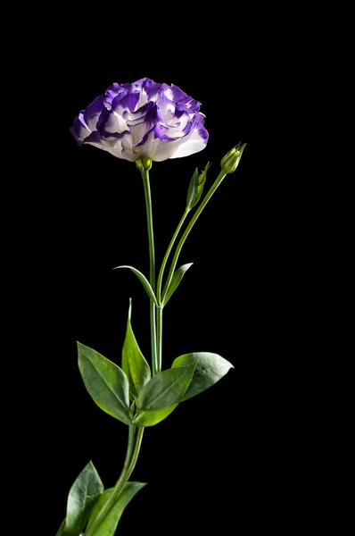 Eustoma — Foto Stock