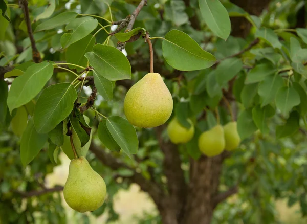 Gelbe Birnenfrüchte — Stockfoto