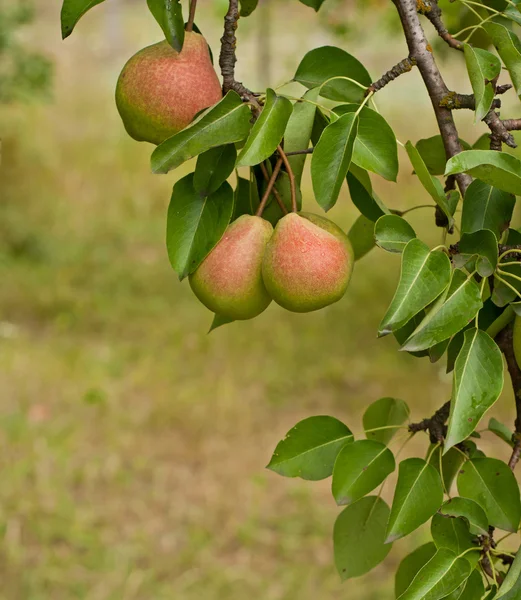 Frutti di pera — Foto Stock