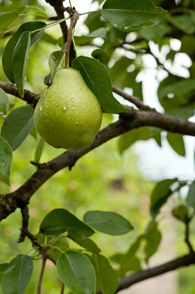 Frutas de pera —  Fotos de Stock