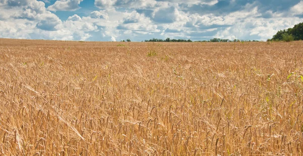 Campo de trigo — Fotografia de Stock