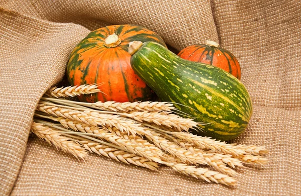 Pumpkins and wheat — Stock Photo, Image