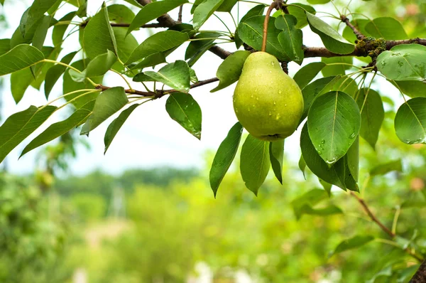 Frutta a pera — Foto Stock