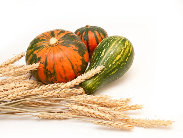 Pumpkin and wheat — Stock Photo, Image