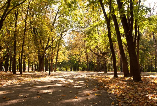 Autumn alley in a park — Stock Photo, Image