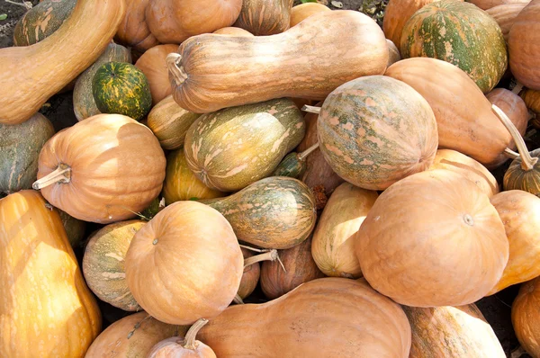 Raccolta delle zucche — Foto Stock