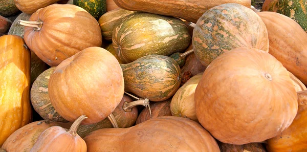 Calabazas de fondo — Foto de Stock