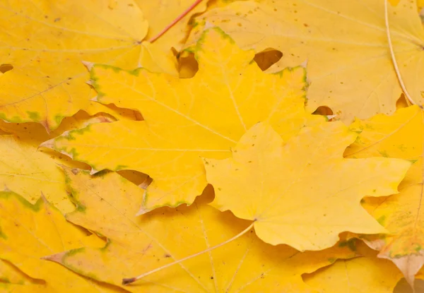 Feuilles d'automne jaunes — Photo