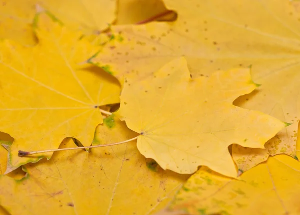 Folhas de bordo amarelas — Fotografia de Stock