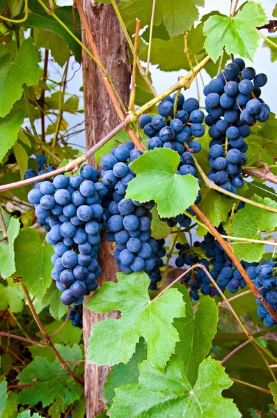 Uvas de vinho — Fotografia de Stock