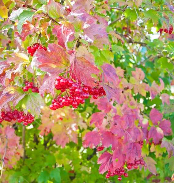 Viburnum Berry fond — Photo