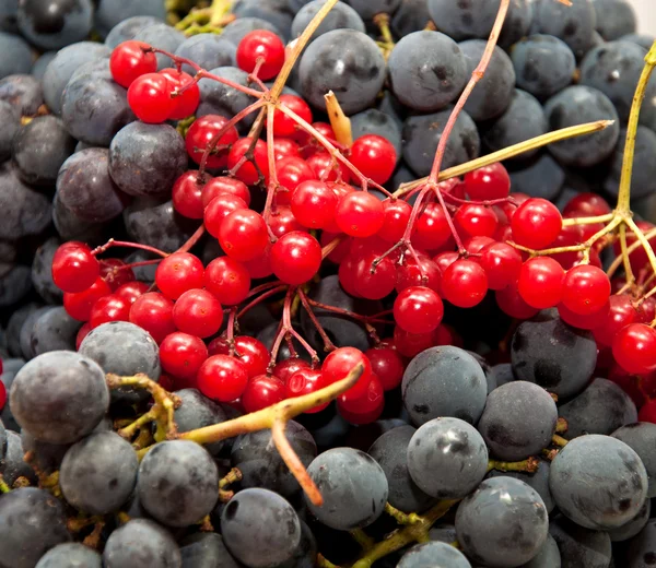 Bayas de Viburnum y uvas de vino — Foto de Stock