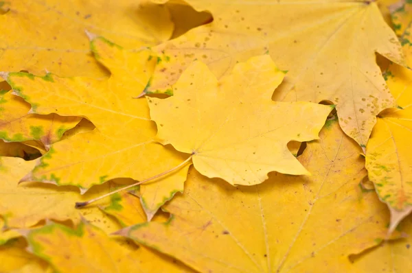 Κίτρινα φύλλα φόντο — Φωτογραφία Αρχείου