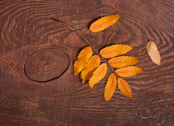 Herbstblätter der Eberesche — Stockfoto