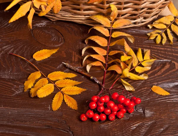Herfst rowanberry en mand — Stockfoto