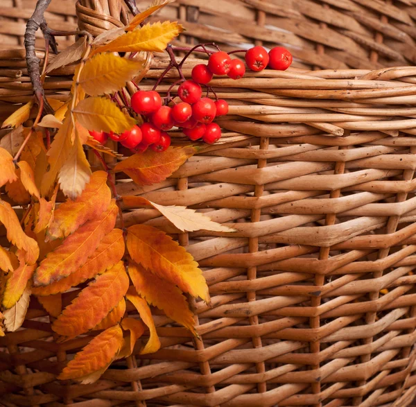 Herfst rowanberry achtergrond — Stockfoto
