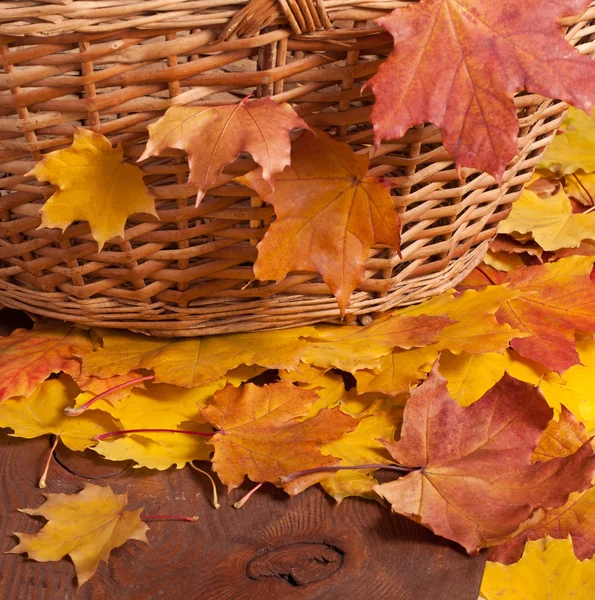 Herbstlaub und Korb — Stockfoto