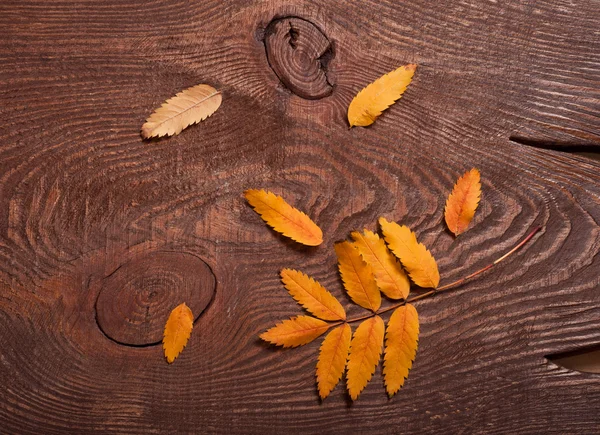 Herbstblätter der Eberesche — Stockfoto