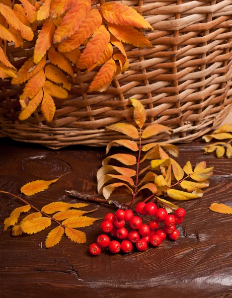 Vogelbeere im Herbst — Stockfoto