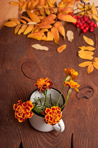 Tagetes-Blumen — Stockfoto